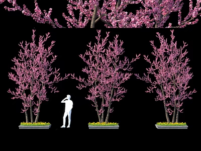 Pink Flowering Arbor Trees With Abundant Pink Blossoms And Person Standing Under In Landscape 3d model