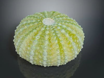 Fresh Edible Sea Urchin With Greenish Yellow Spiny Exterior Surface 3d model