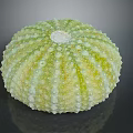Fresh Edible Sea Urchin With Greenish Yellow Spiny Exterior Surface