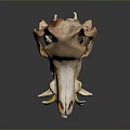 Detailed Animal Skull With Tusk And Teeth On Dark Reflective Surface
