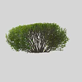 Pruned Green Garden Shrubs with Round and Rectangular Shapes for Landscaping 3d model
