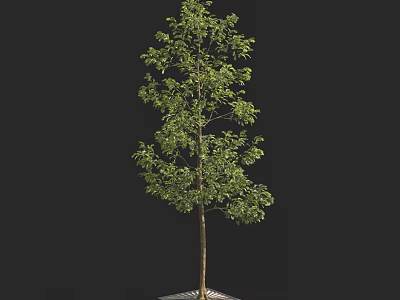 Tall Arbor With Lush Green Foliage And Single Wooden Trunk On Decorative Base 3d model