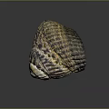 Textured Yellow Brown Seashell From Marine Animal With Natural Pattern