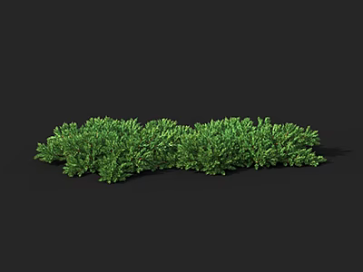 Lush Green Shrub with Dense Foliage Isolated on Dark Background 3d model