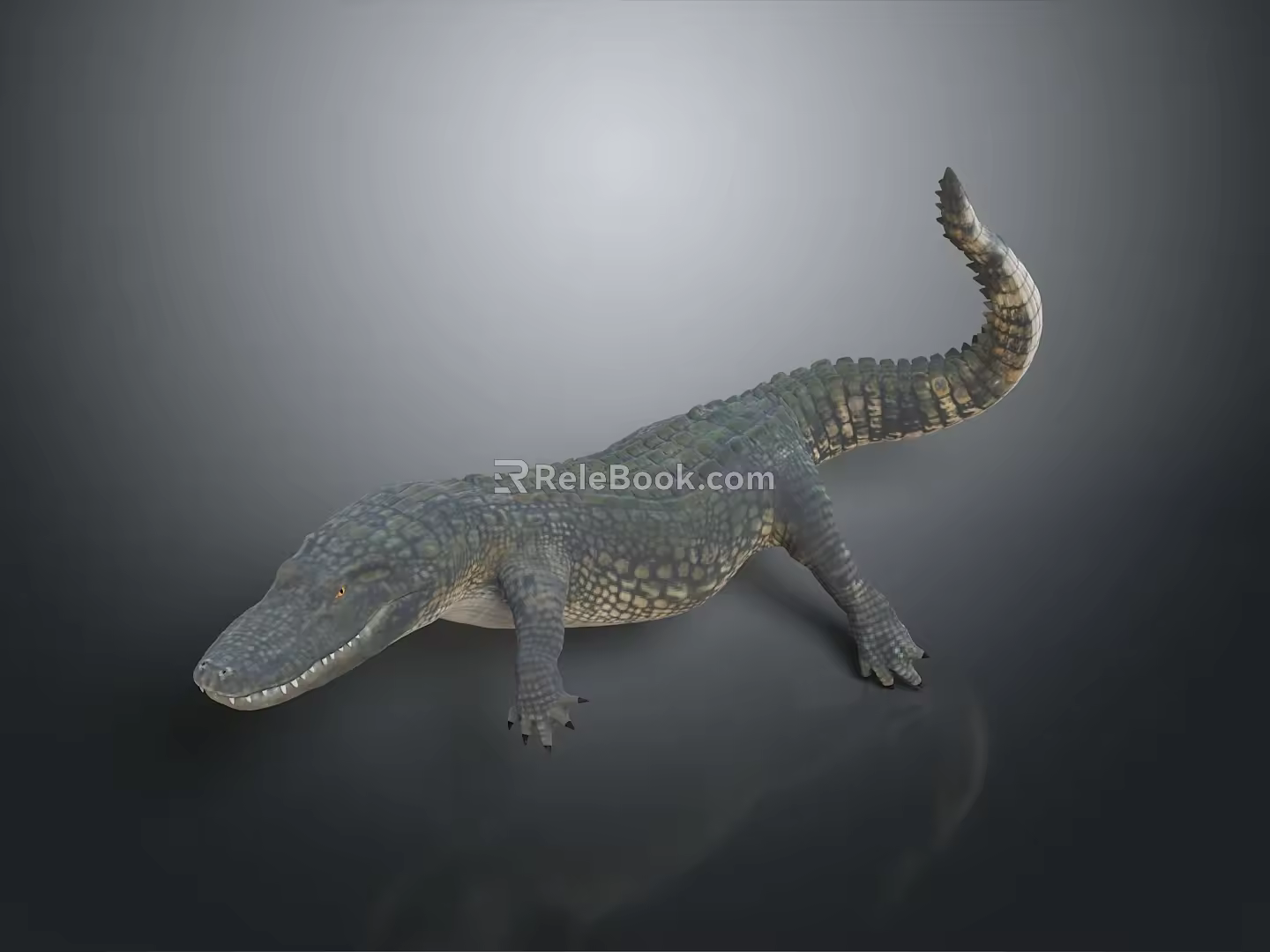 Crocodile Alligator Nile Crocodile carnivore reptile cold-blooded animal reptile 3d model