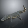 Crocodile Alligator Nile Crocodile carnivore reptile cold-blooded animal reptile 3d model
