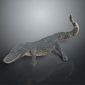 Crocodile Alligator Nile Crocodile carnivore reptile cold-blooded animal reptile reptile 3d model