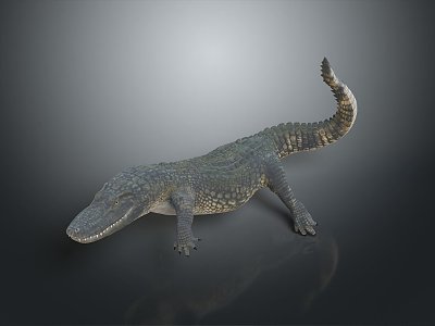 Crocodile Alligator Nile Crocodile carnivore reptile cold-blooded animal reptile 3d model