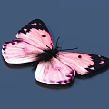 Pink And Black Spotted Butterfly With Vibrant Wings On Dark Blue Background