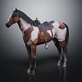 Horse with Brown and White Coat and Saddle Standing on Dark Background