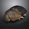 Shiny Black And Brown Beetle With Textured Exoskeleton On Dark Surface