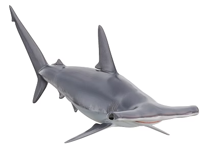 Hammerhead Shark Gray Body With Flat Snout And Dorsal Fin In Ocean Environment 3d model