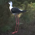 Black and white bird with long red legs and long beak standing on grassy field
