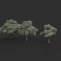 Botanical Tree Paintings With Three Different Sizes Gray Green Foliage And Dark Background 3d model