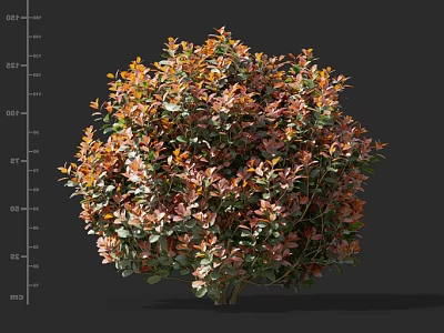 Ornamental Shrub with Vibrant Red and Green Foliage in Rounded Shape 3d model