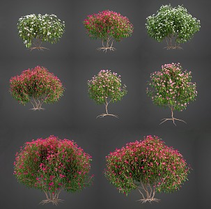 Oleander Flowering Shrub Plant Outdoor Oleander Shrub Green Plant Combination Summer White Pink Flowers Flowering Plant 3d model