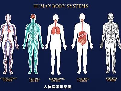 Modern Medicine Human Organs Bone Blood Vessels Heart, Liver and Lung Medical Structure Drawing Flat Illustration 3d model