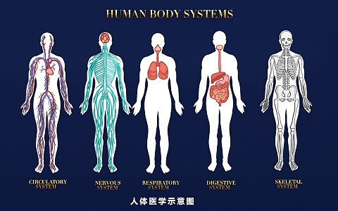 Modern Medicine Human Organs Bone Blood Vessels Heart, Liver and Lung Medical Structure Drawing Flat Illustration 3d model