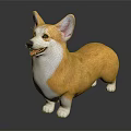 Yellow And White Corgi Dog Standing On Black Background With Adorable Cute Look