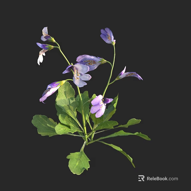 Vibrant Purple And White Herbaceous Flowers With Fresh Green Leaves And Petals 3d model 