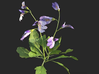 Vibrant Purple And White Herbaceous Flowers With Fresh Green Leaves And Petals 3d model
