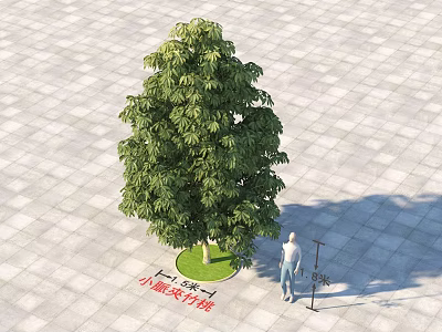 Lush Green Arbor Tree On Paved Plaza With Person Standing Nearby 3d model