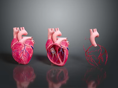 Human Heart Anatomical Models Displaying Three Views With Complete Section And Vascular Details 3d model