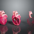 Human Heart Anatomical Models Displaying Three Views With Complete Section And Vascular Details 3d model