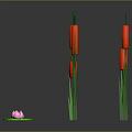 Red Cattails Green Lily Pads And Pink Lotus Flower Growing On Water Surface With Reflections