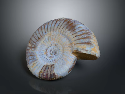 Intricate Spiral Fossil Sculpture With Natural Textured Patterns And Detailed Carving 3d model