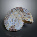 Intricate Spiral Fossil Sculpture With Natural Textured Patterns And Detailed Carving