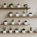 Bonsai and Potted Plants Arranged on Wooden Shelves With White Pots and Various Greenery