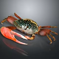 Vibrant Crab With Large Red Claws And Colorful Shell On Dark Background 3d model