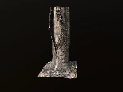 Tree Pit With Square Base And Natural Ground Cover Around Tree Trunk 3d model