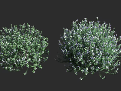 Green Garden Shrubs with Lush Foliage and White Purple Flowers 3d model
