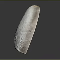 Nautilus Shell With Orange And White Striped Spiral On Gray Background
