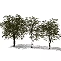 Three Arbor Trees With Lush Leaves And Slender Trunks On White Background 3d model