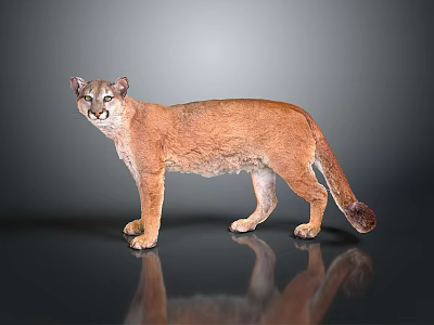 Realistic Cougar Standing on Shiny Surface with Gray Background and Reflection 3d model