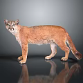 Realistic Cougar Standing on Shiny Surface with Gray Background and Reflection