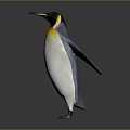 Standing Penguin With Black White Yellow Orange Neck From Back View On Gray Background