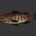 Red Brown Striped Marine Fish With Spiny Dorsal Fin And Open Mouth Appearance