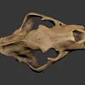 Detailed Wild Animal Skull Skeletal Structure With Sharp Canine Teeth