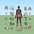 Human Organs, Bones, Blood Vessels, Muscles, Heart, Liver, Lung, Stomach and Kidney Medical Structure Drawing Flat Illustration 3d model