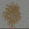 Mature Single Deciduous Tree with Brown Leaves Standing on Paved Ground in Autumn