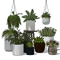 Bonsai and Potted Plants Assortment with Hanging Ceramic Pots for Indoor Decor