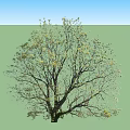 Tall Arbor With Lush Green Leaves And Spreading Branches In Natural Setting