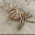 Close Up View Of A Crab On Sandy Beach With Detailed Legs