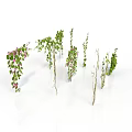 Various Green Plants With Leafy Vines And Branches For Indoor Decoration