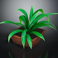 Green Leafy Plant With Long Leaves In Brown Square Pot On Black Surface