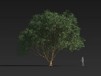 Tall Arbor With Lush Green Foliage Thick Trunk And Human Figure For Scale 3d model